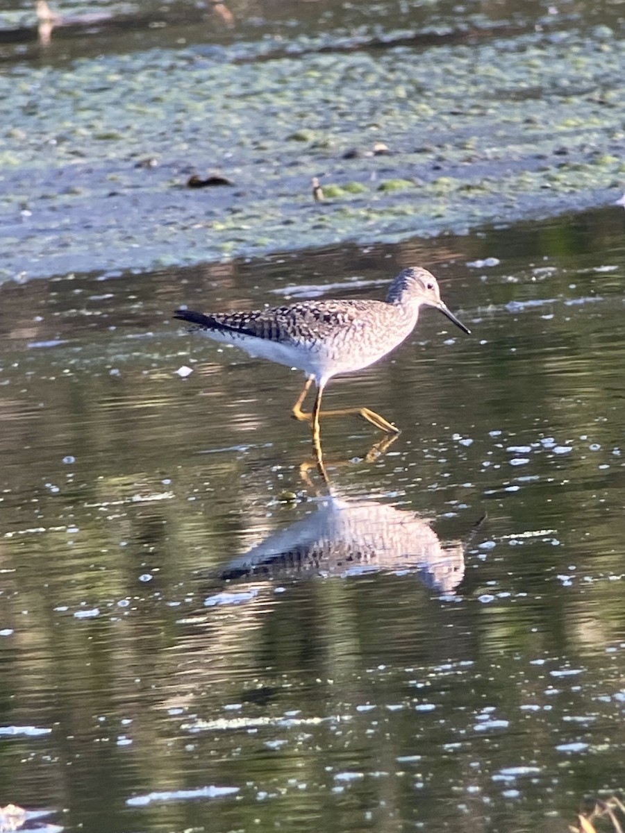 Lesser Yellowlegs - ML231295791