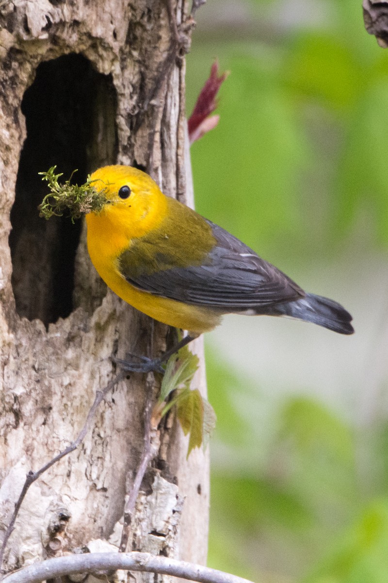 Prothonotary Warbler - Andrew Cannizzaro