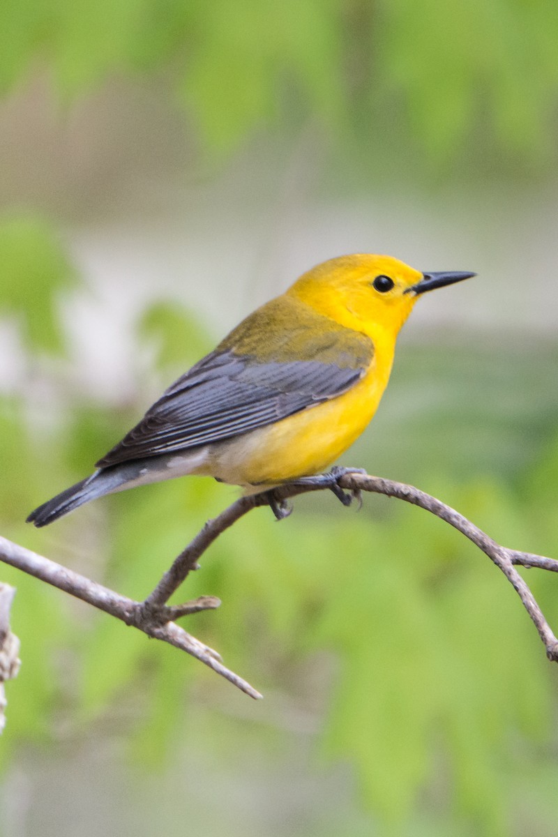 Prothonotary Warbler - Andrew Cannizzaro