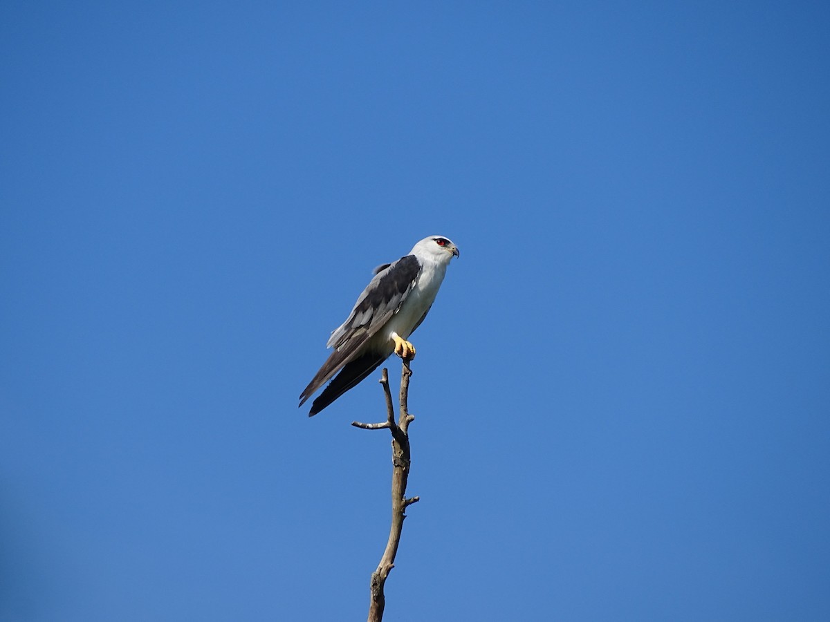 Black-winged Kite - ML231296531