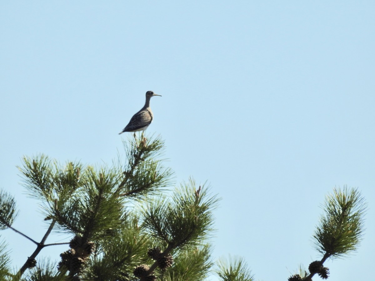 Upland Sandpiper - ML231297321