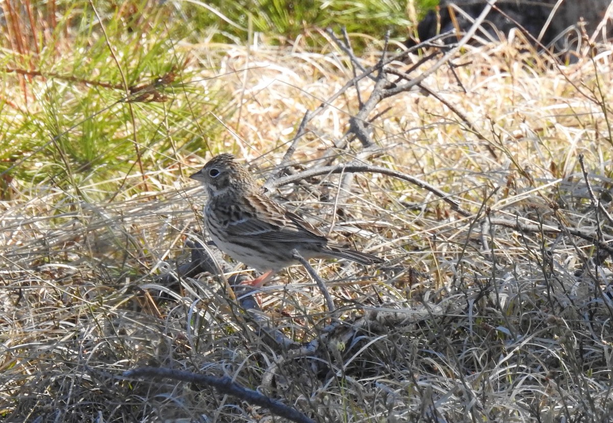 Vesper Sparrow - ML231298071