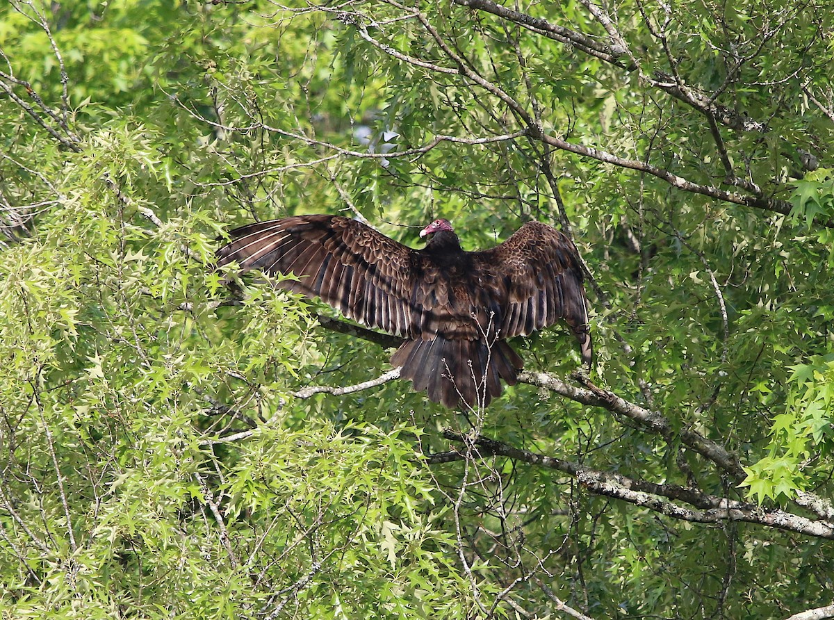 Turkey Vulture - ML231299281