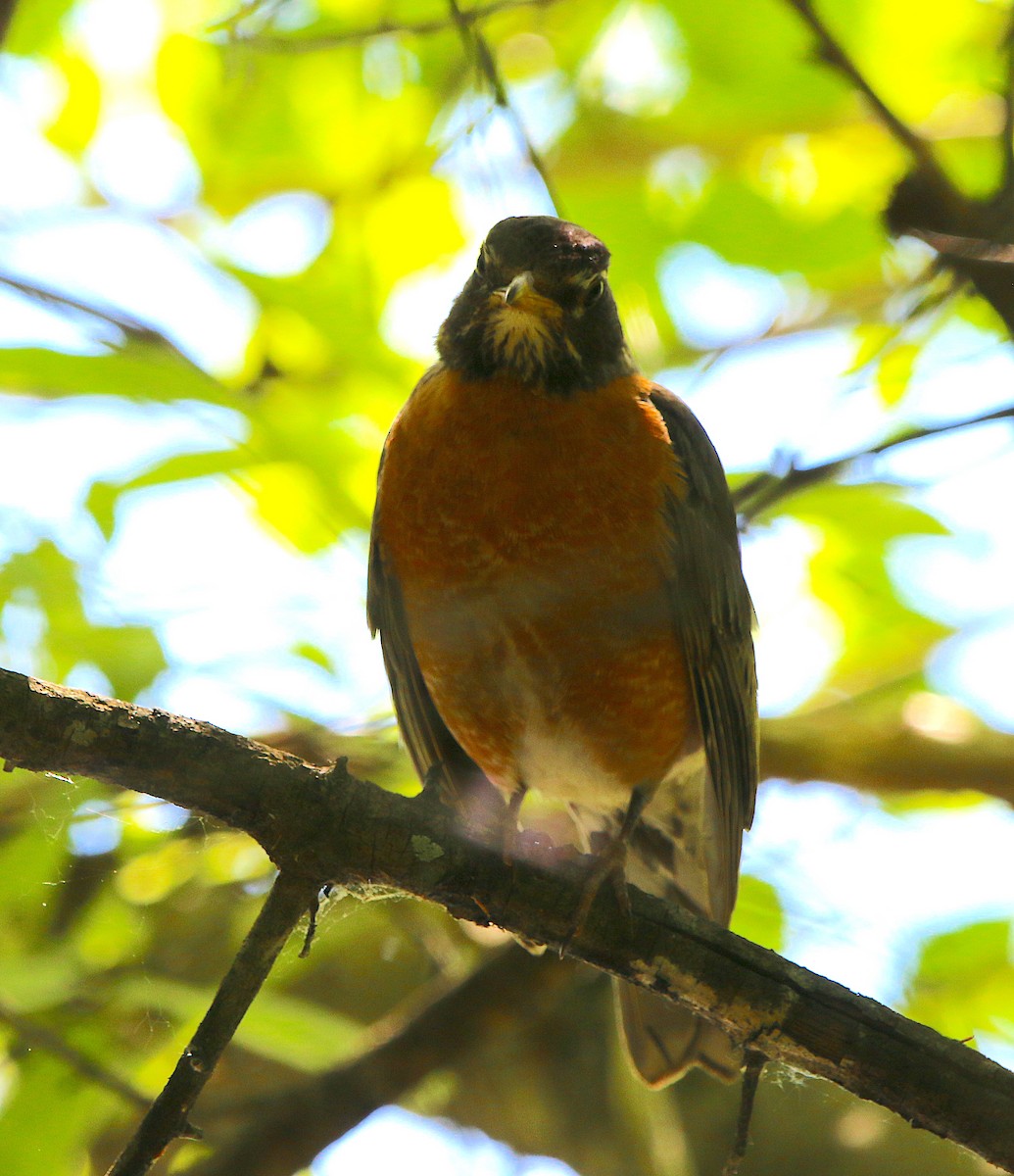 American Robin - ML231299731