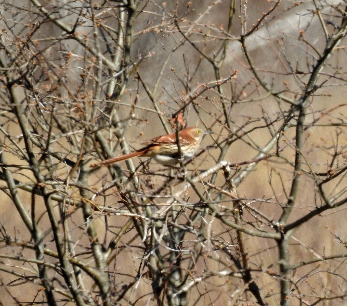 Brown Thrasher - ML231300301