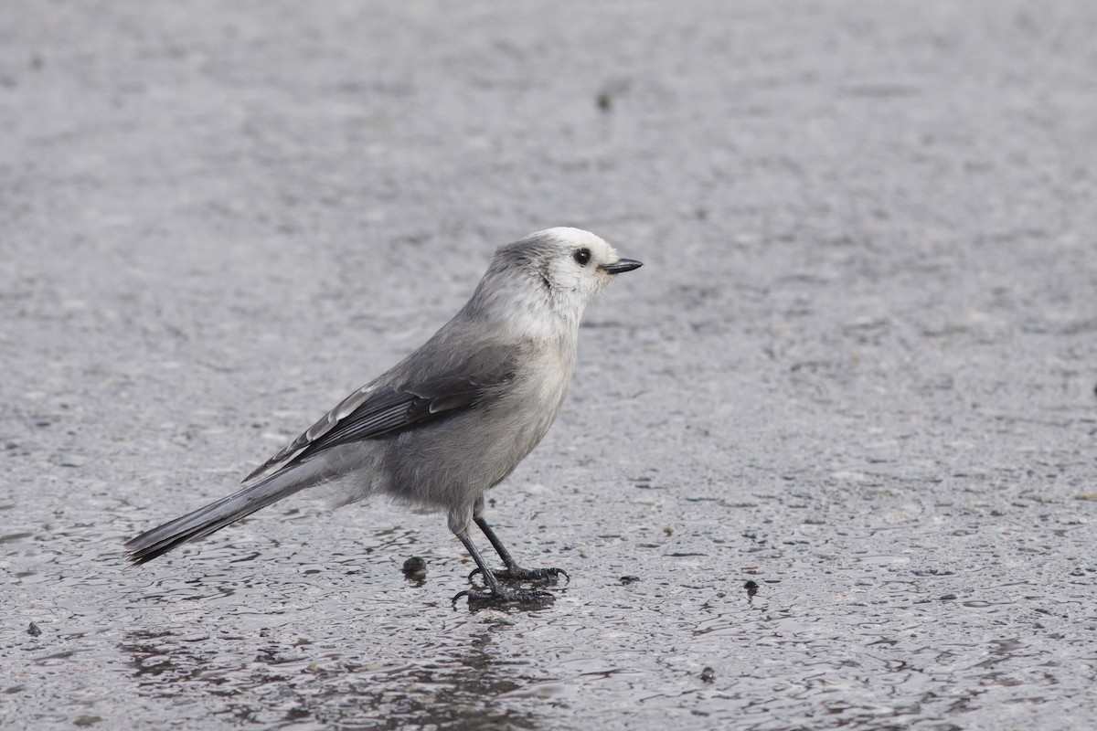 カナダカケス（capitalis／bicolor） - ML231300731