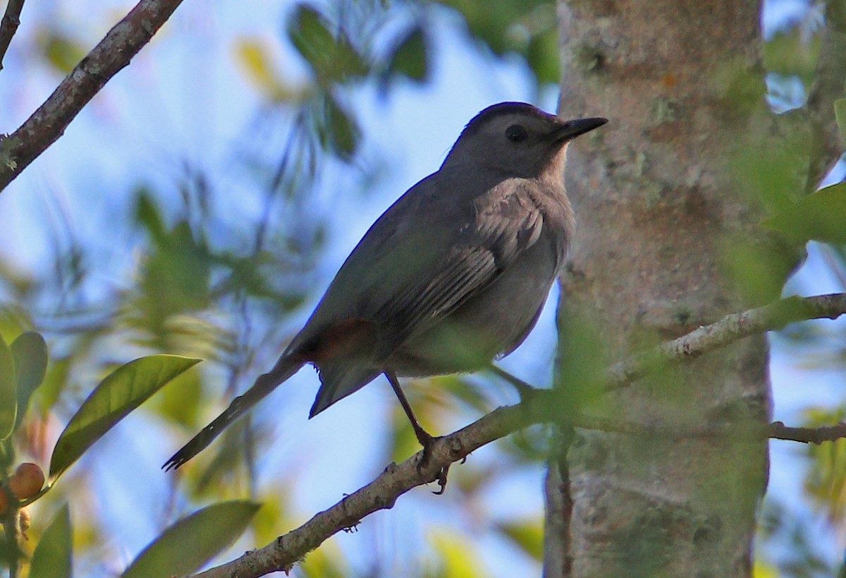 Gray Catbird - ML231300931