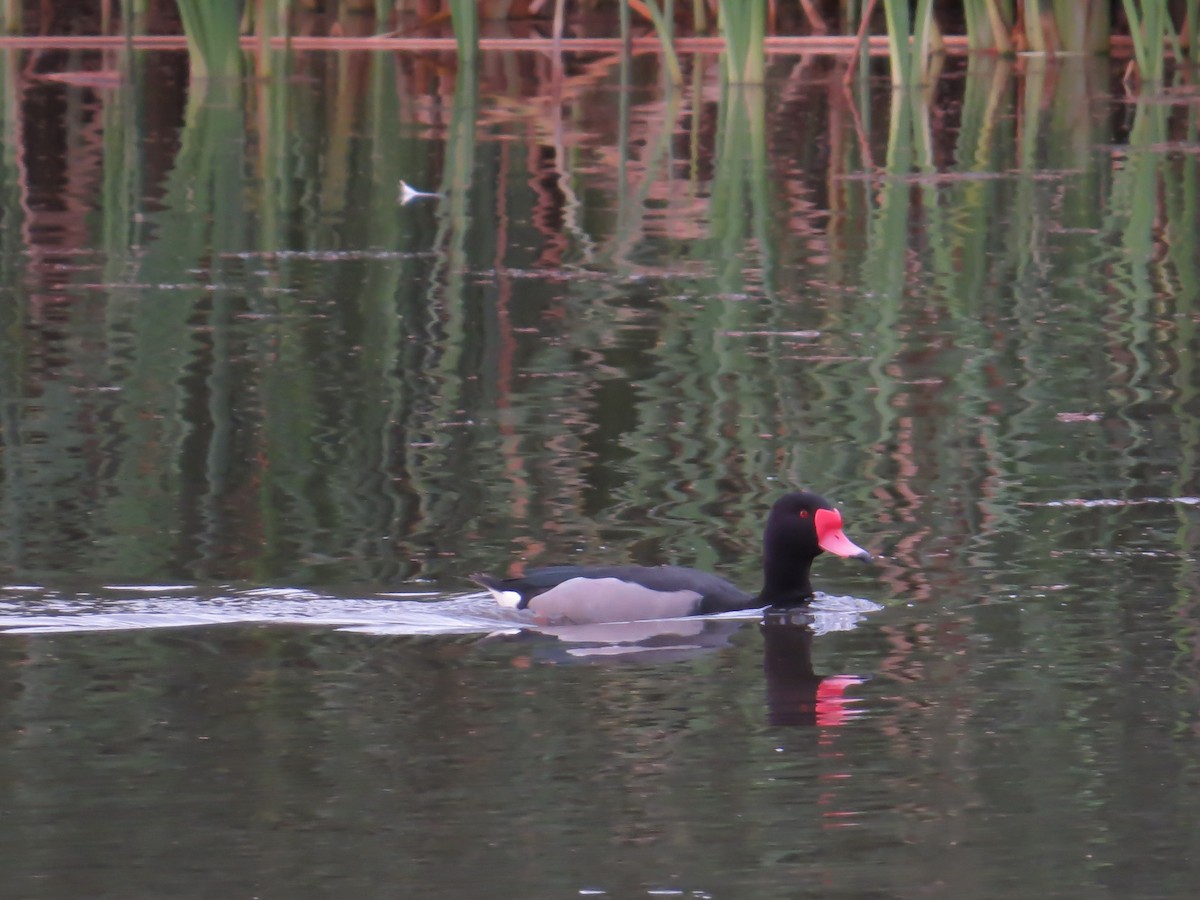 Rosy-billed Pochard - ML23130521