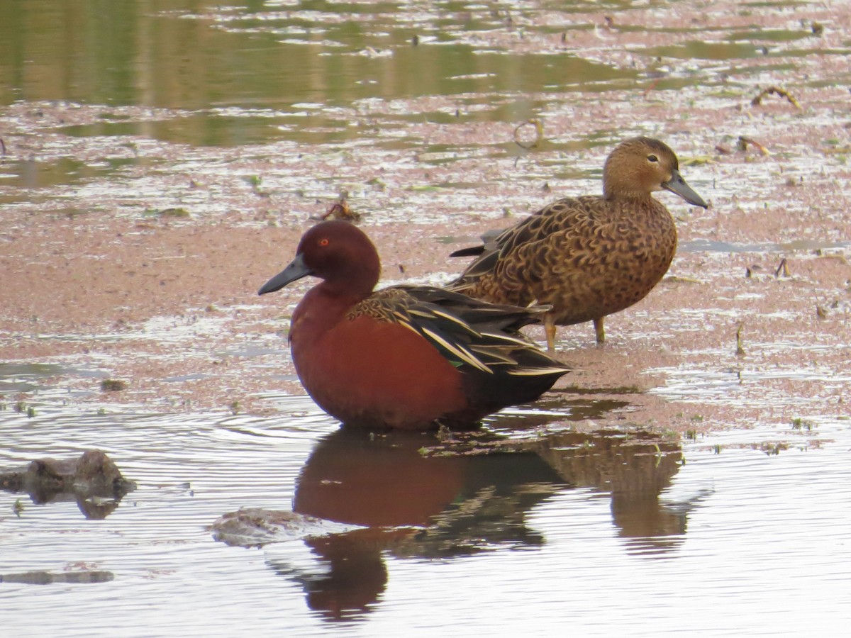 Cinnamon Teal - ML23130531