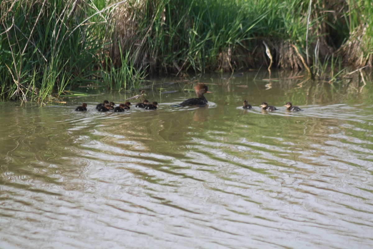 morčák chocholatý - ML231306011