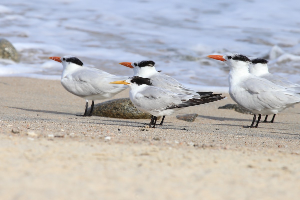 Elegant Tern - Laura Gaudette