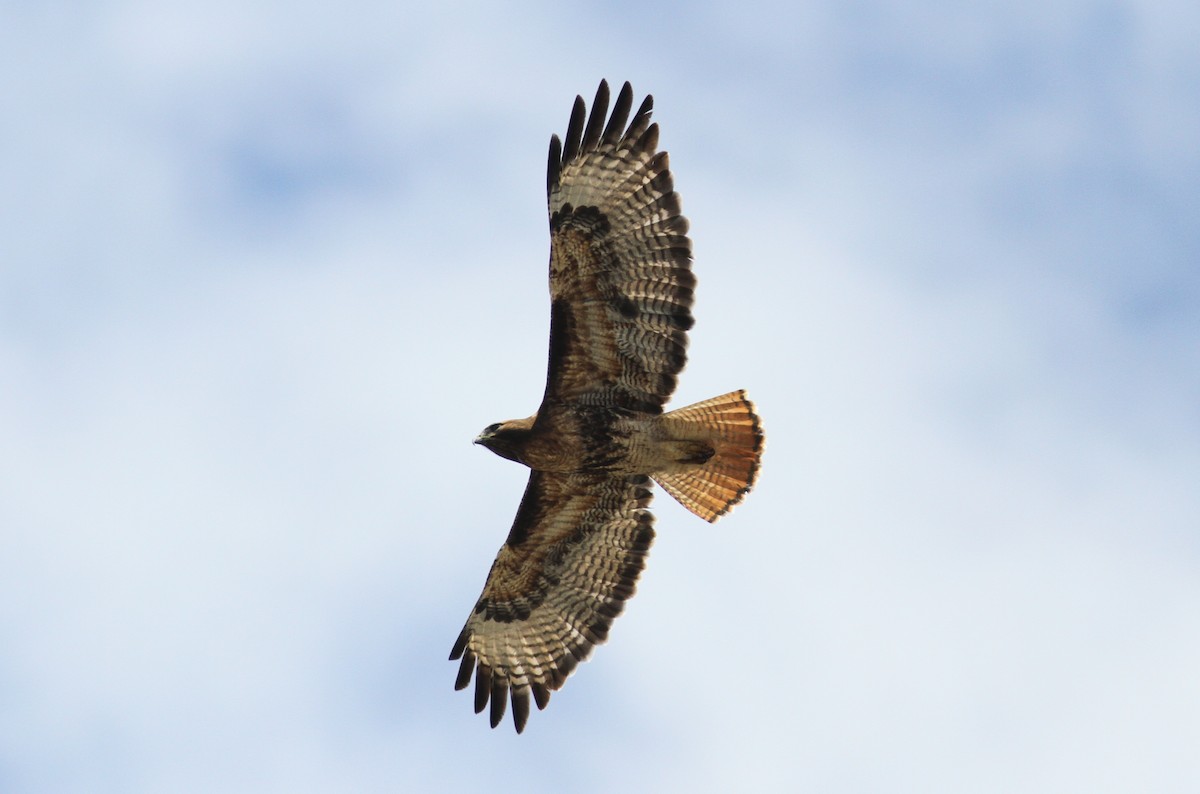 Red-tailed Hawk - Tom Beeke