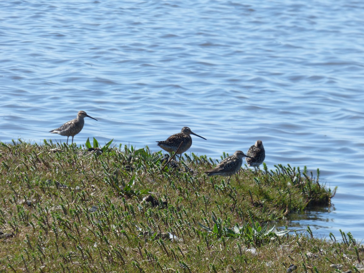 Short-billed Dowitcher - ML23130811