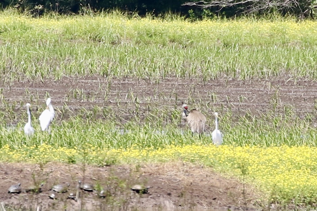 Sandhill Crane - ML231312501