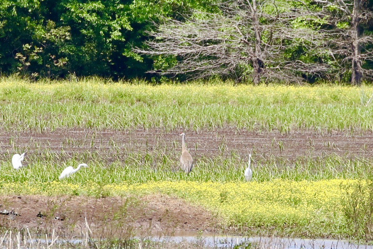 Sandhill Crane - ML231312511