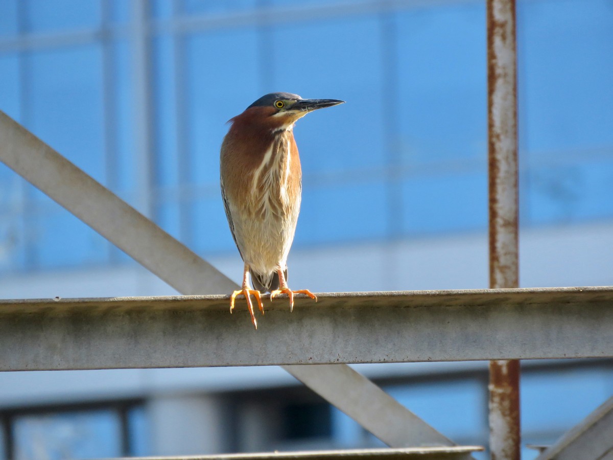 Green Heron - Leslie Flint