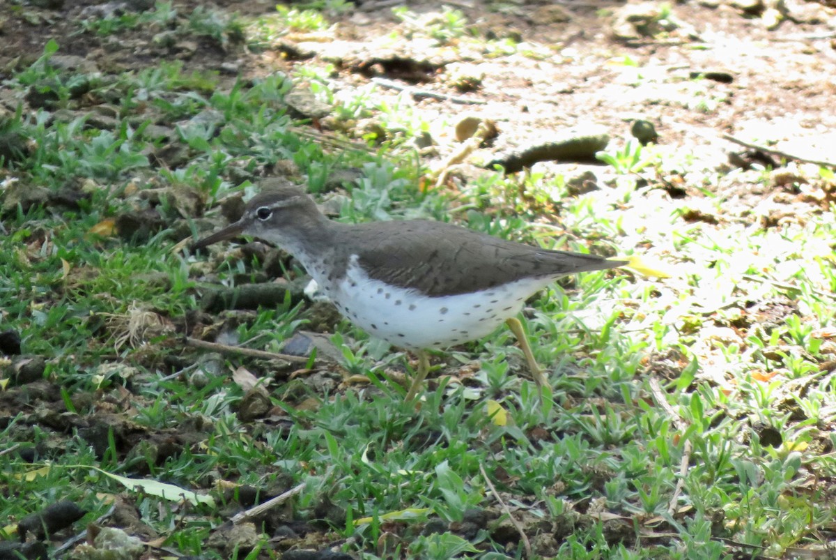 Spotted Sandpiper - Leslie Flint