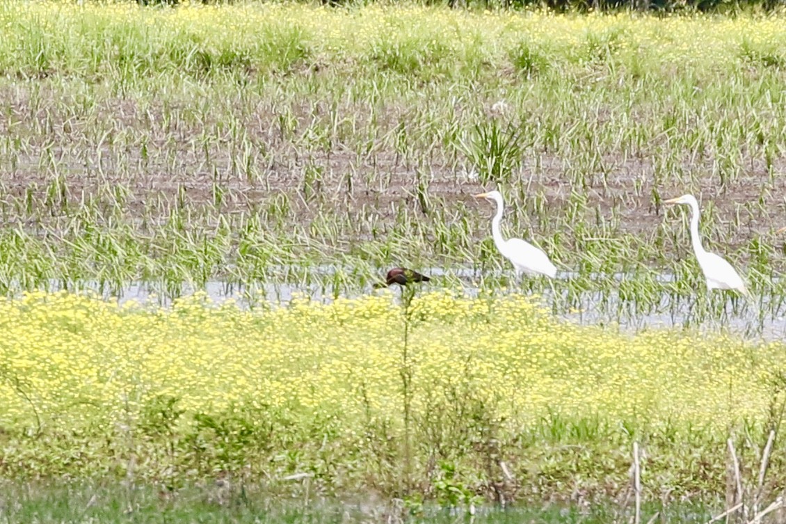 Ibis à face blanche - ML231313561