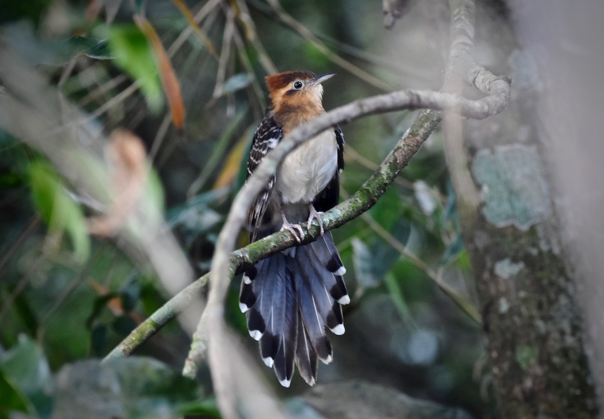 Pavonine Cuckoo - ML231313671