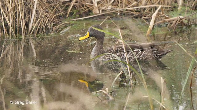 Yellow-billed Duck - ML231313721