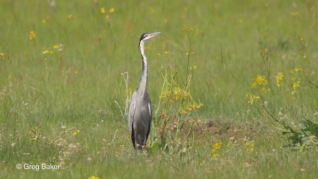 Black-headed Heron - ML231313741