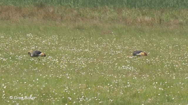 Gray Crowned-Crane - ML231313821