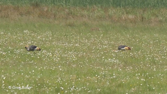 Gray Crowned-Crane - ML231313821