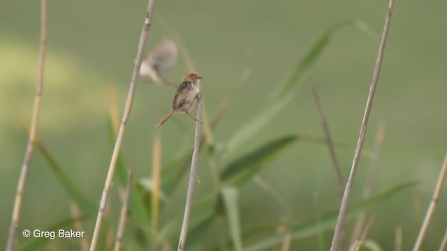 Levaillant's Cisticola - ML231313881