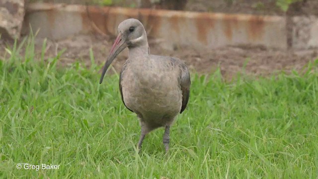 Hadada Ibis - ML231313961