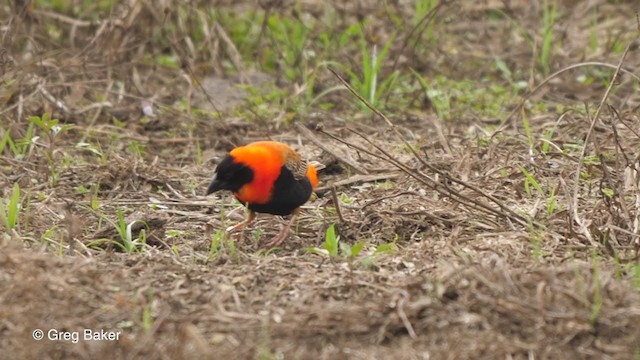 Southern Red Bishop - ML231314001