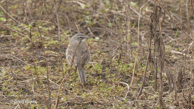 Cape Wagtail - ML231314081