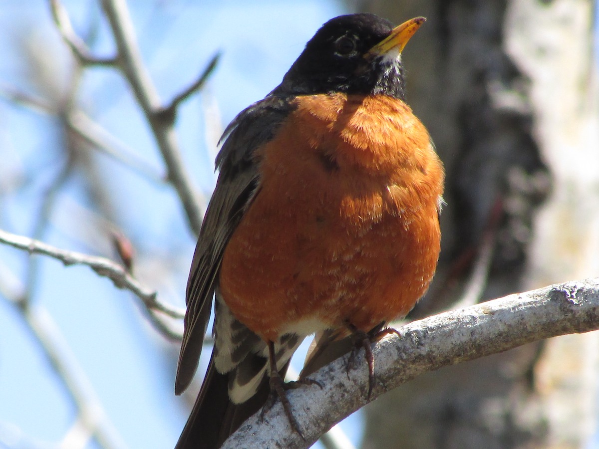 American Robin - ML231314131