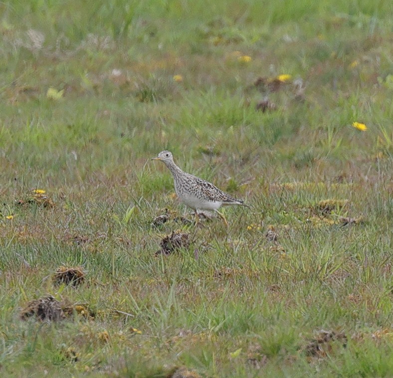 Upland Sandpiper - Henry Zimberlin