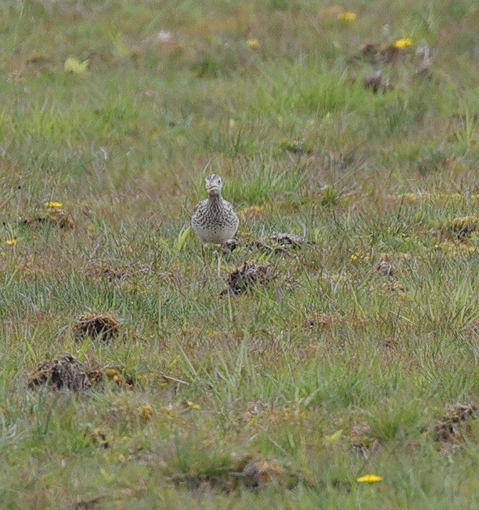 Upland Sandpiper - ML231314281