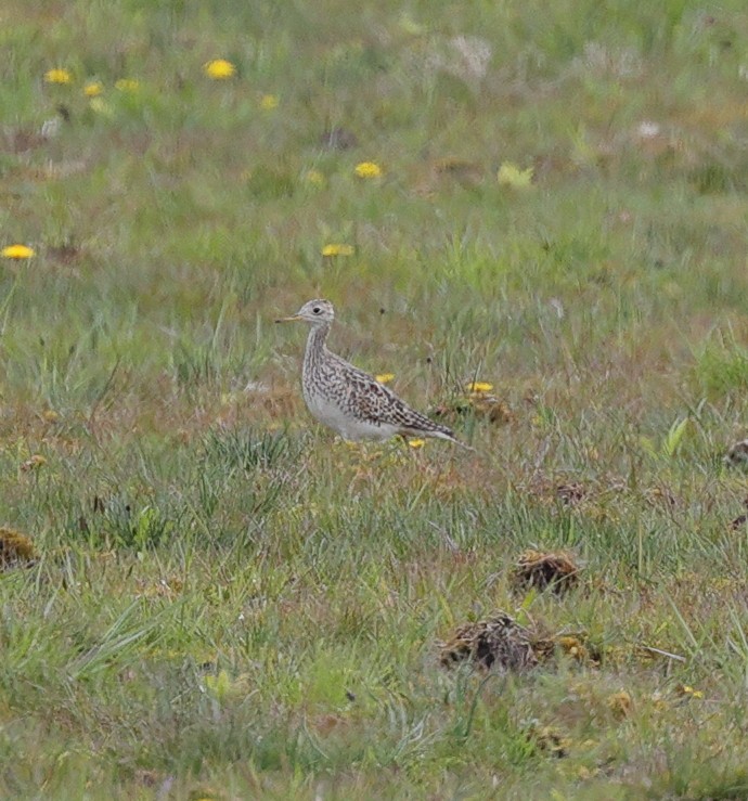 Upland Sandpiper - Henry Zimberlin