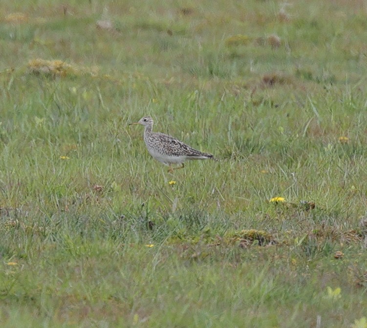 Upland Sandpiper - ML231314591