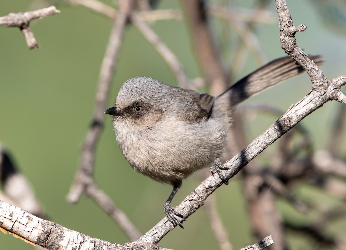 Bushtit - William Higgins