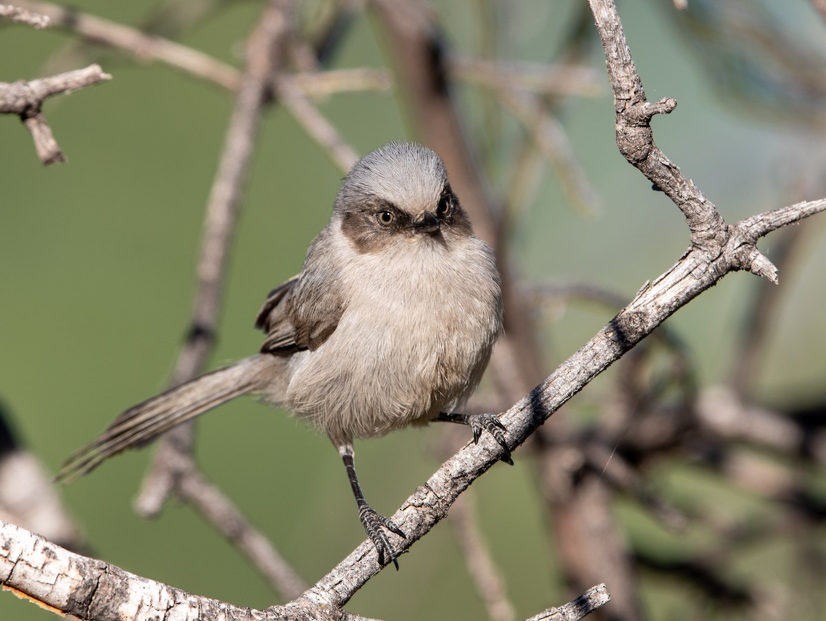 Bushtit - William Higgins