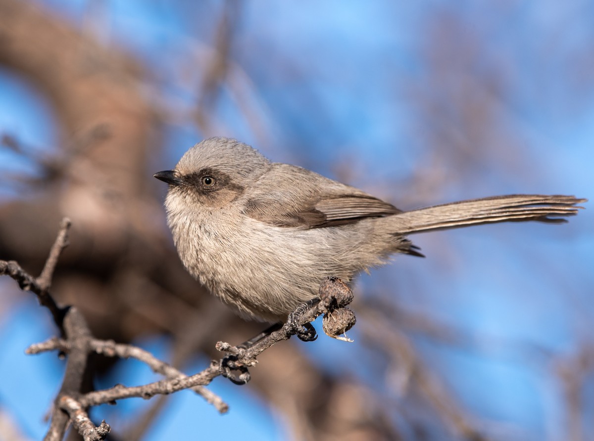 Bushtit - William Higgins