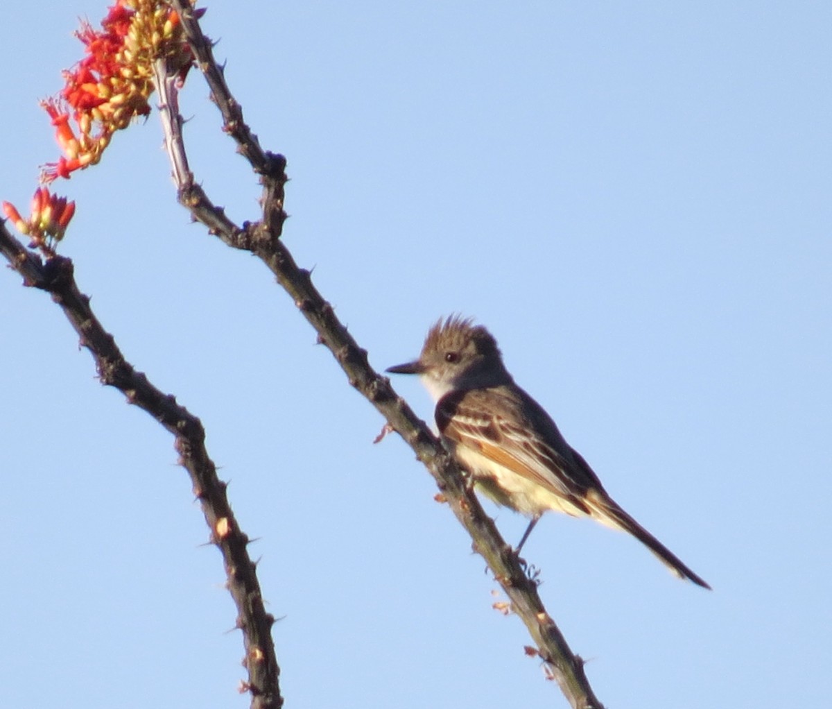 Ash-throated Flycatcher - ML231315341