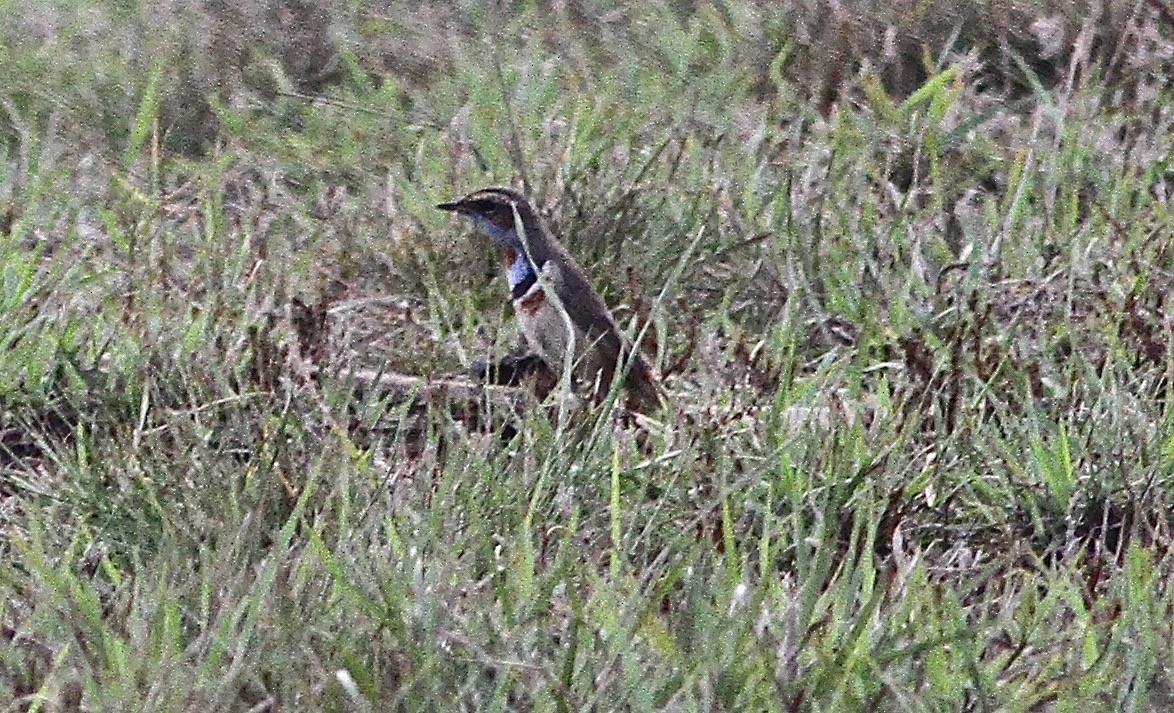 Bluethroat - ML231315881