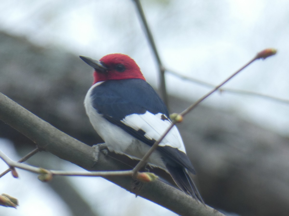 Red-headed Woodpecker - ML231317001