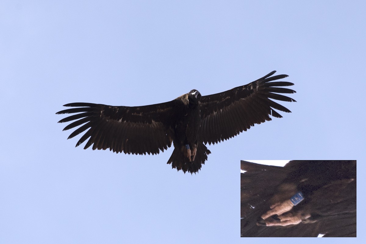 Cinereous Vulture - ML231317211