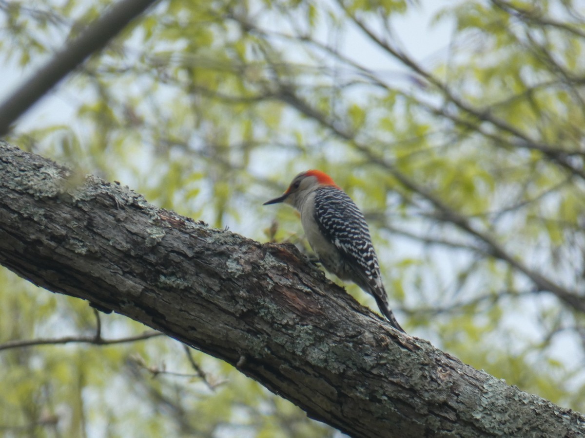 Red-bellied Woodpecker - ML231317331