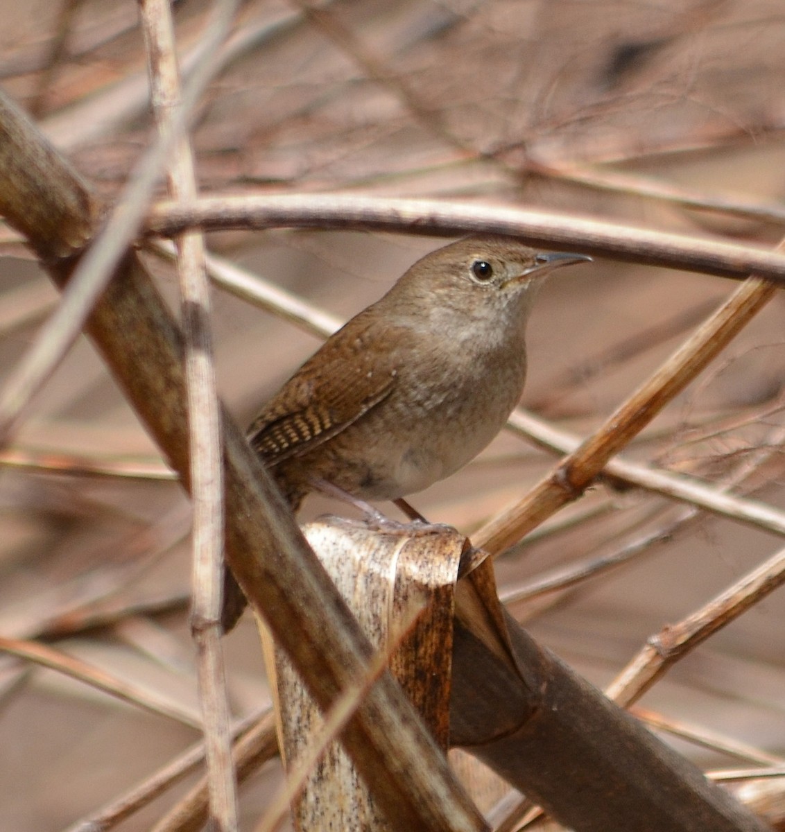 Northern House Wren - ML231318641