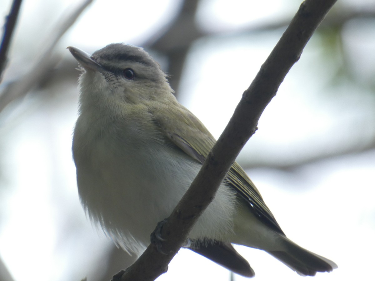 Red-eyed Vireo - ML231320581