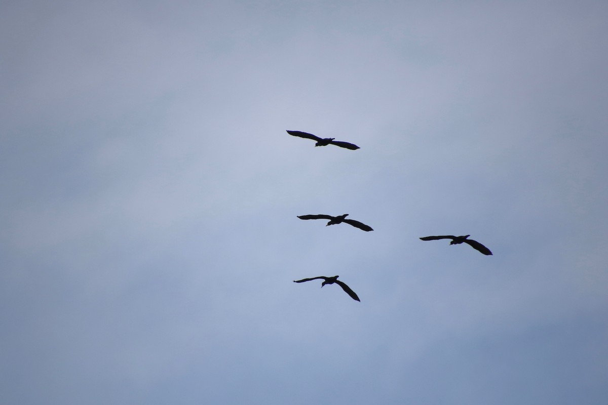 Double-crested Cormorant - ML231321231