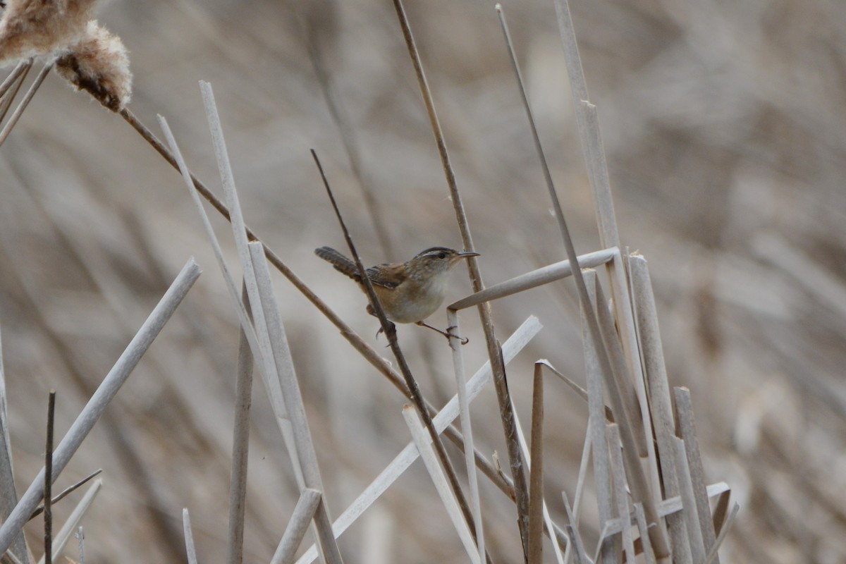 Marsh Wren - Steve Mierzykowski