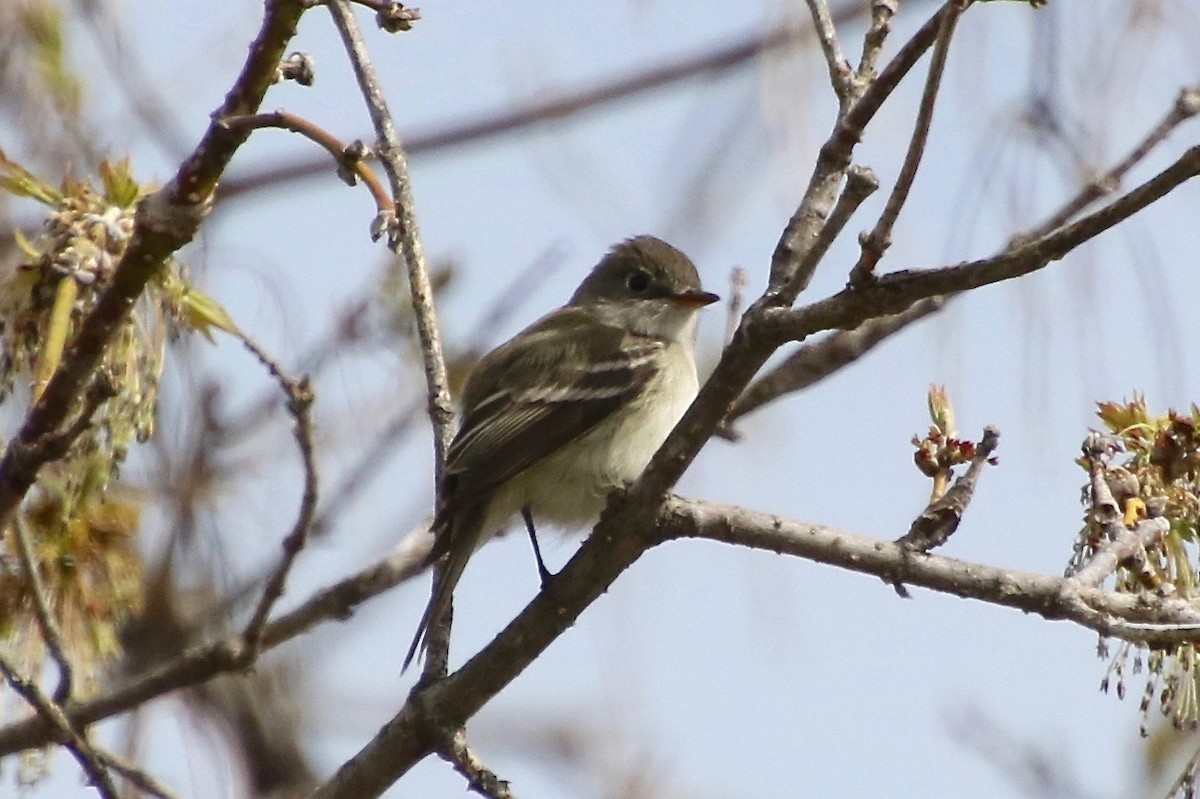 Moucherolle tchébec - ML231321711