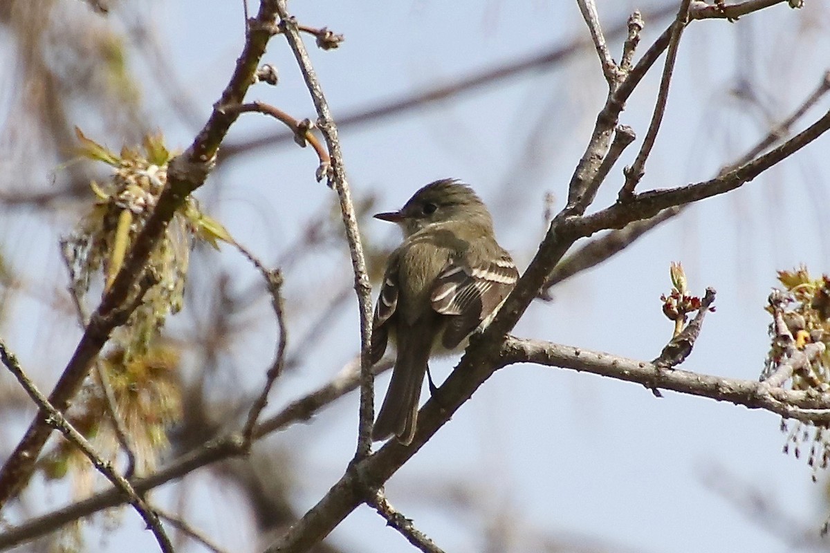 Least Flycatcher - E R